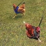 Adjustable Duck Chicken Harness Leash Comfortable And Breathable Small Size Hen Pet Vest For Chicken Duck Goose Training Walking - Image 2
