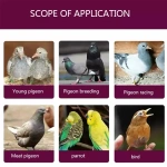 Young Pigeon Growth Pills Nutritional Health Supplies Pigeon Conditioning Feed Brood Treasure Feather Breeding 600 Pills - Image 2